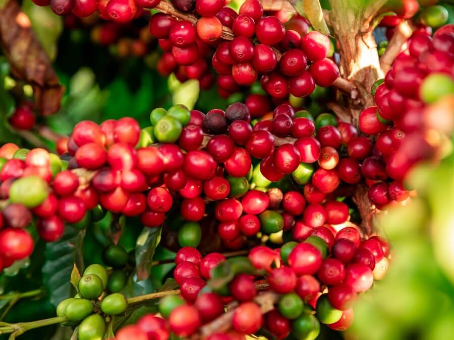 Coffee Cherries
