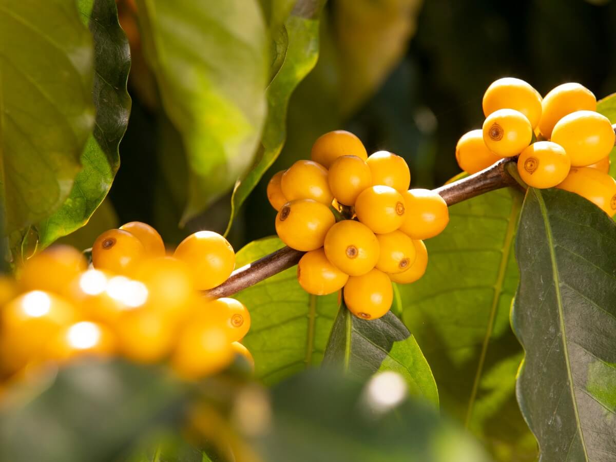 Kawa arabica