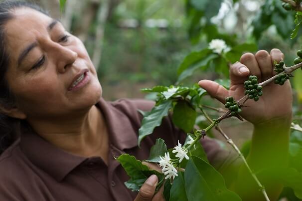 Kawa organiczna